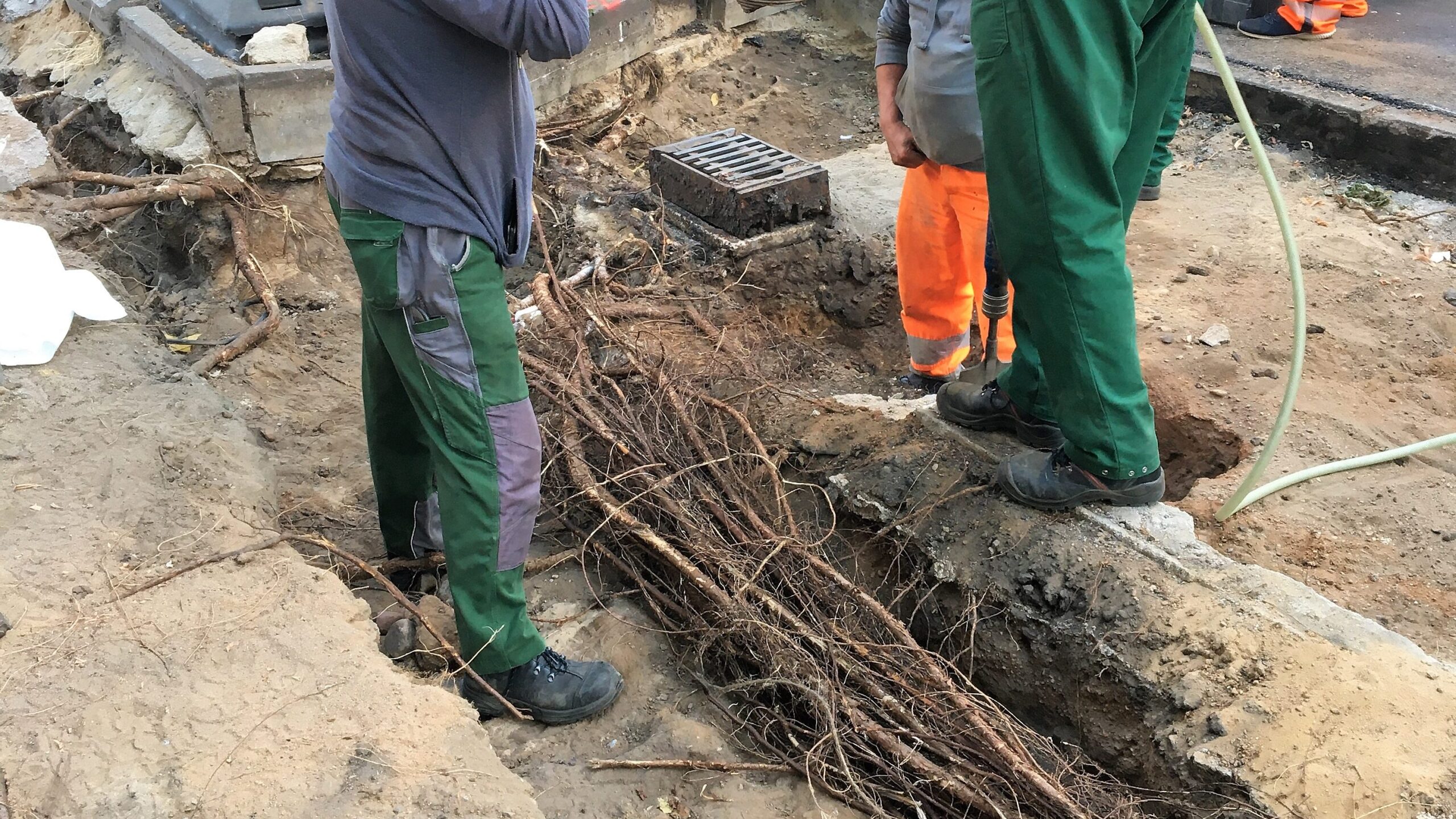 Auf dem Bild ist ein durch die Bauarbeiten freigelegtes Wurzelbündel zu sehen. Es durchzieht das offene Baufeld. Ein Baumpfleger sowie drei weitere Bauarbeiter sind zu sehen, die neben dem Wurzelbündel arbeiten. Es wird deutlich, wie viel Raum der Baum unterirdisch einnimmt.