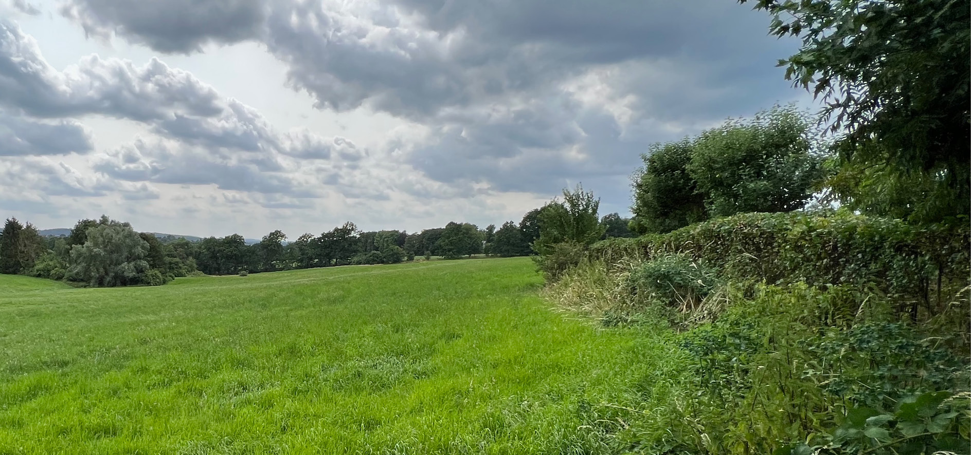 Das Foto zeigt eine grüne Wiese.